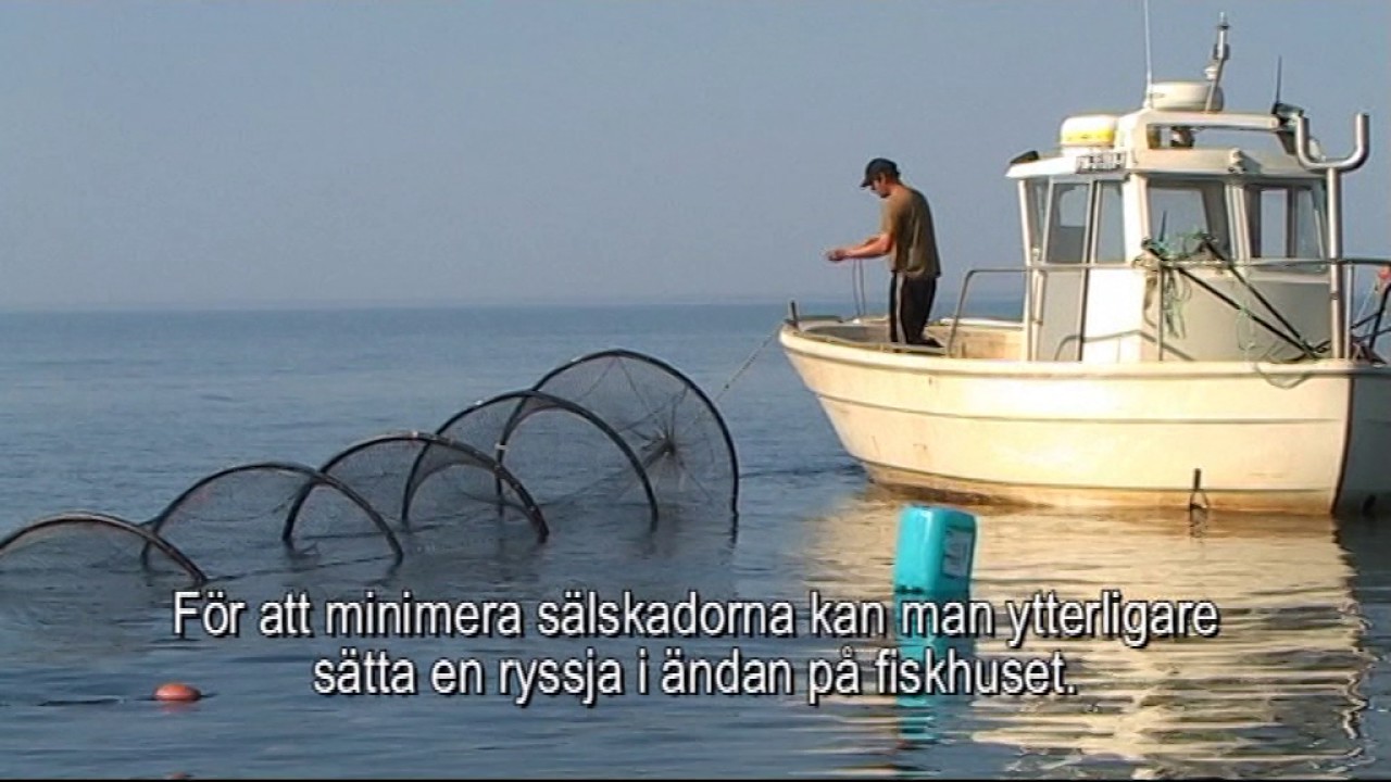 Yrkesfisket i Österbotten - Ryssje- och fällefiske