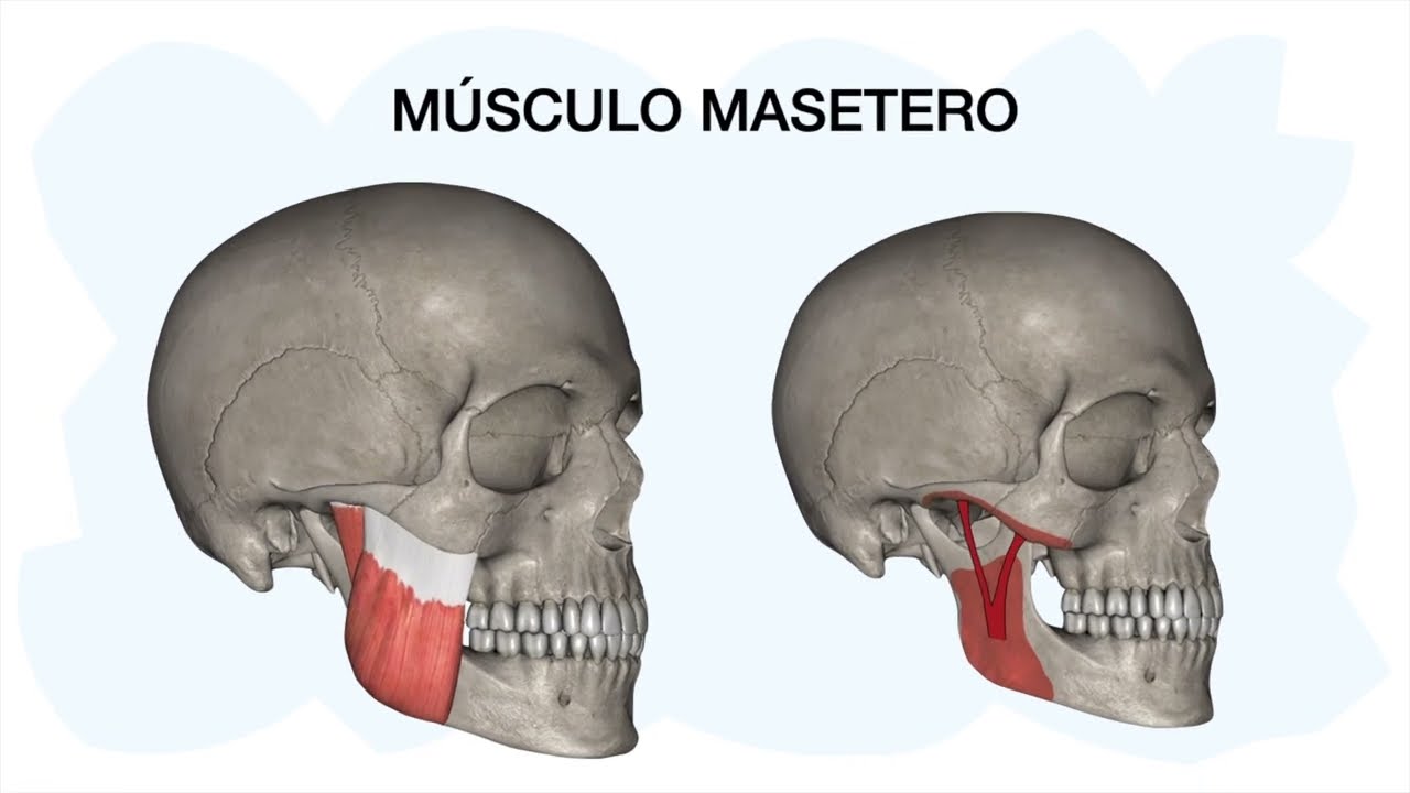 MÚSCULO MASETERO ✅ Anatomía