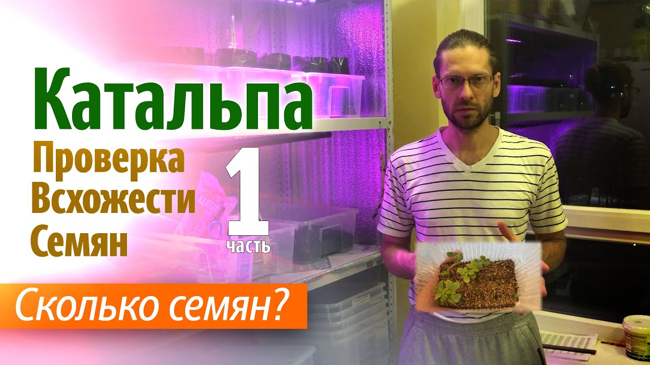 Выращиваем Катальпу из семян. Проверка всхожести семян Катальпы. Часть 1