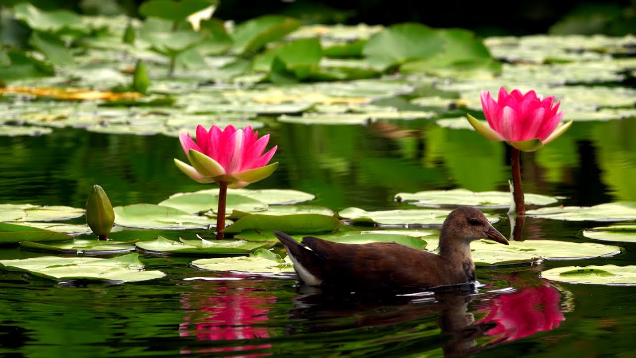Lotus Flower Relaxing Music - The Perfect Sound Therapy