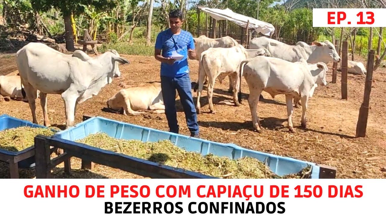 Ganho de Peso de Bezerros em Confinamento Comendo BRS Capiaçu