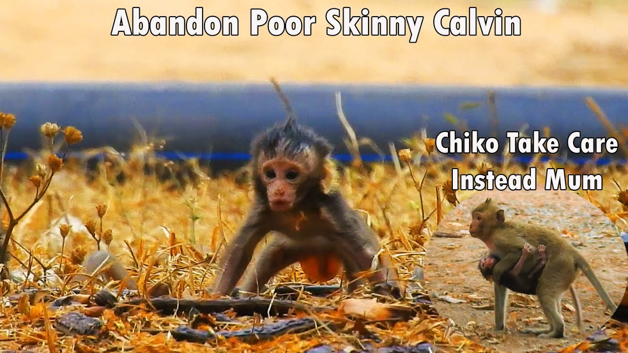 Poorest Calvin Cries lose Mom Alone | Mum Casi Drop Down Poor Skinny Calvin Make To Chiko Kidnap