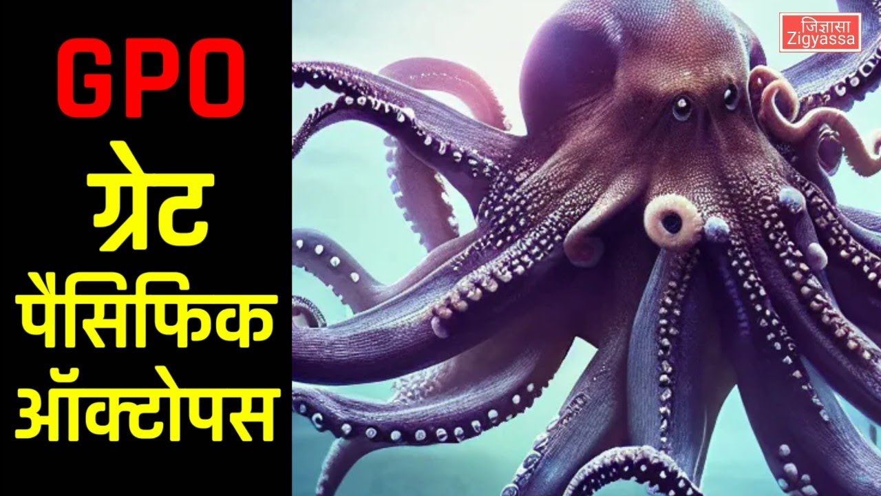तीन दिल वाला समुद्री जीव Giant Pacific OCTOPUS