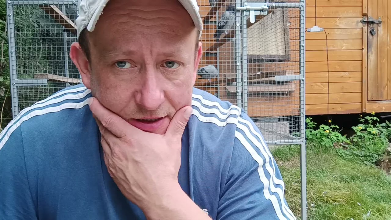 Dwa gołębie młode obce plus opowieści dziwnej treści 😀