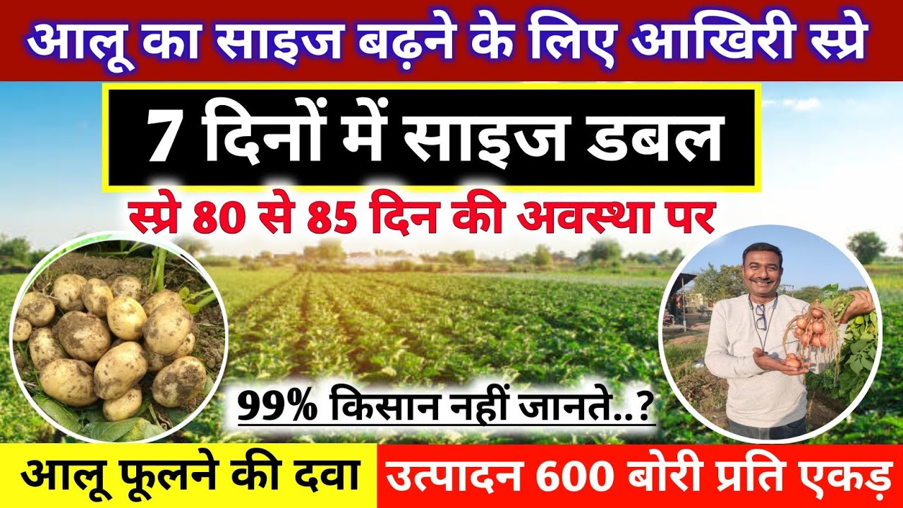 आलू का साइज रातों-रात होगा डबल! 🥔 बस 80 दिन पर करें ये 1 स्प्रे, पैदावार देख चौंक जाएंगे।#potato