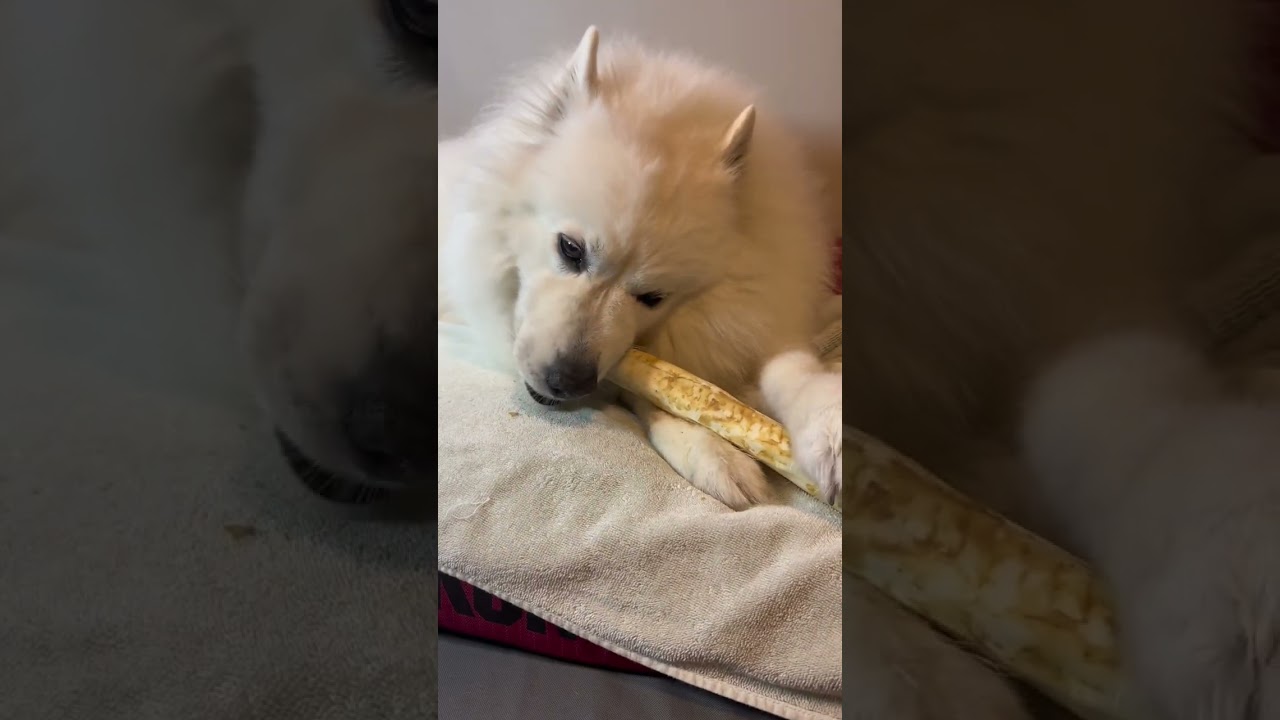 Earth Animal No-Hide Dog Chews - Are they worth it? (REVIEW)