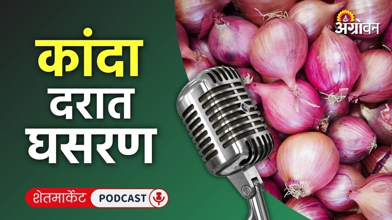 Cotton, Soybean Rate: सोयाबीन भाव, कापूस दर, कांदा रेट, पपई दर, गव्हाचे दर | Agrowon