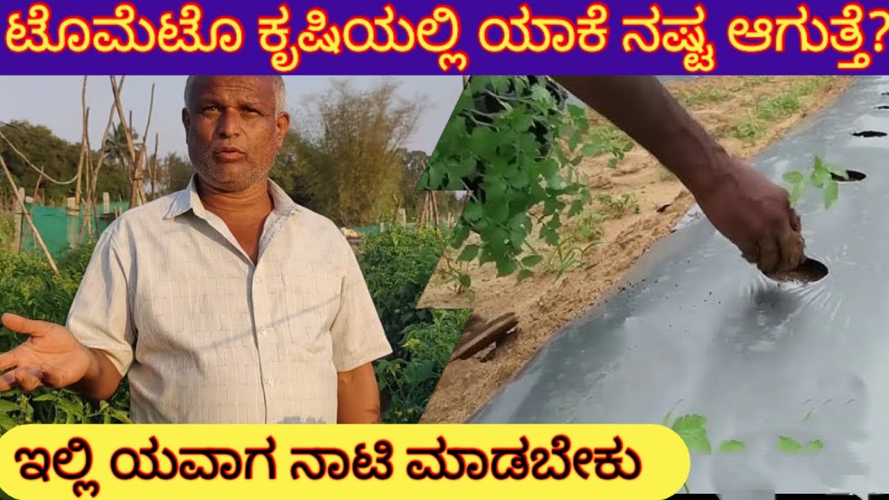 ಕೃಷಿಯಲ್ಲಿ ಇವರ ಅನುಭವವೇ ಇತರರಿಗೆ ಸ್ಪೂರ್ತಿ,🧐 Guidelines for successful tomato farming
