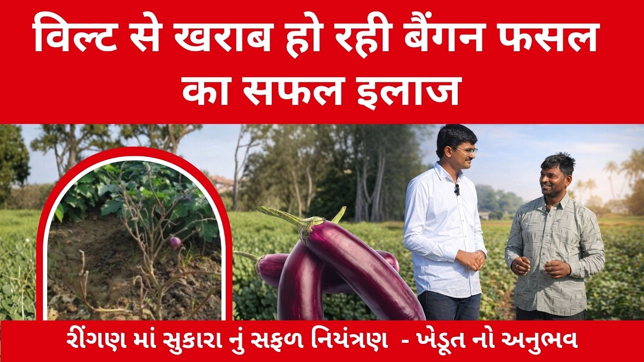 રીંગણ માં સુકારા નું સફળ નિયંત્રણ - ખેડૂત નો અનુભવ |  Huntin Organics