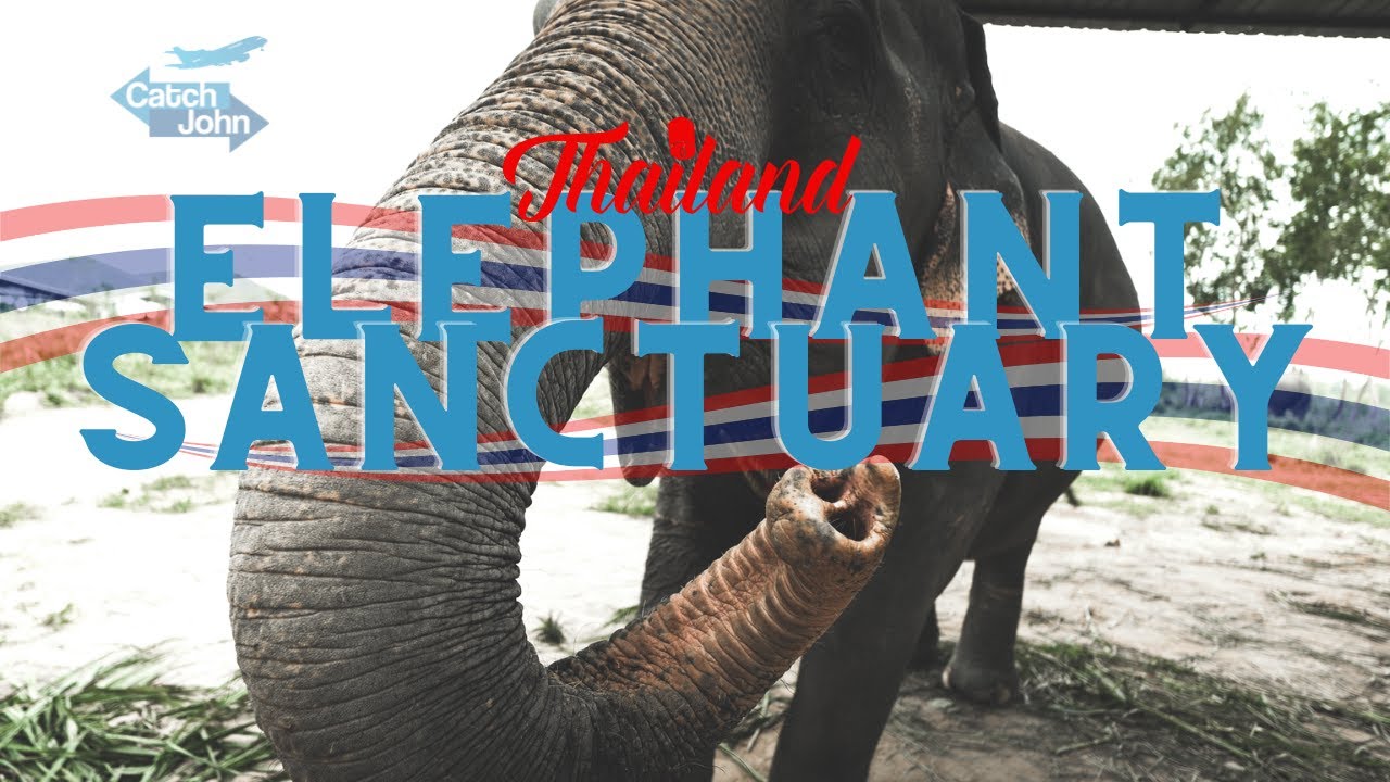 Pattaya, Thailand 🇹🇭 | Elephant Sanctuary 🐘 | *15 minutes of Elephant FUN!* | Baby Elephant Bath !