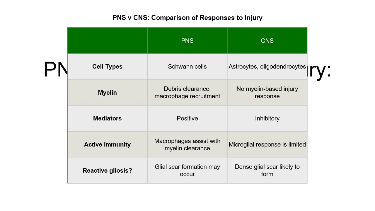 Video 67 1 Cellular and Molecular Responses in the Peripheral and Central Nervous System Following A