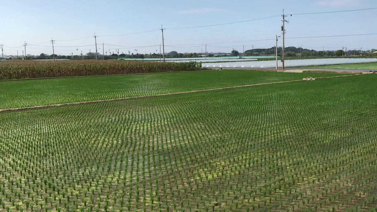 Taiwan grows rice in winter.  Winter is very warm. February 15, 2021
