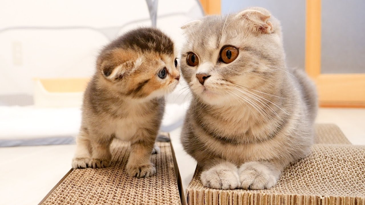Little kitten doesn't know how to sharpen and asks mother cat.