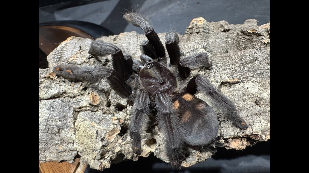 Psalmopoeus irminia, Venezuelan sun tiger, its time to remove the hatched slings
