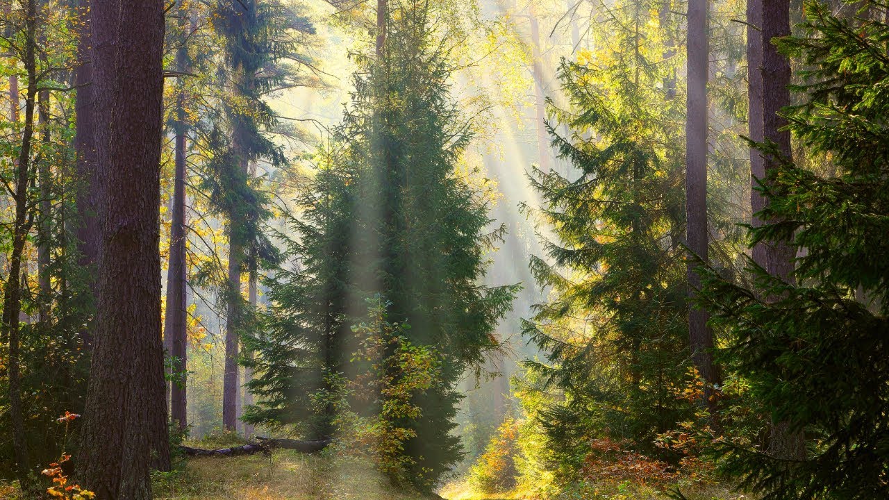 Peaceful music, Relaxing music, Instrumental music 