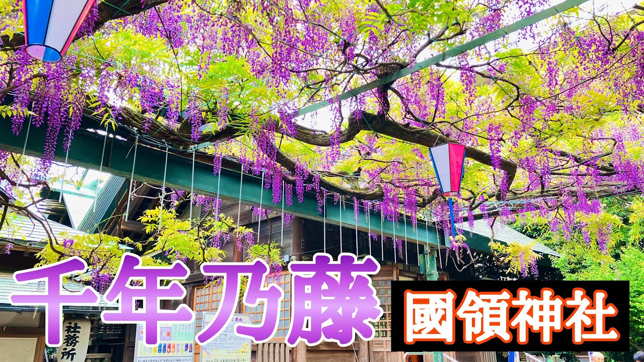 【調布市】國領神社の千年乃藤と多摩川府中用水合流地点上流ワンド【東京散歩】