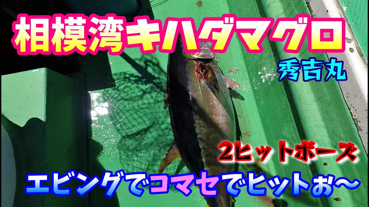 キハダマグロ　エビング、コマセでもヒット!! 今年は熱いですね!@相模湾