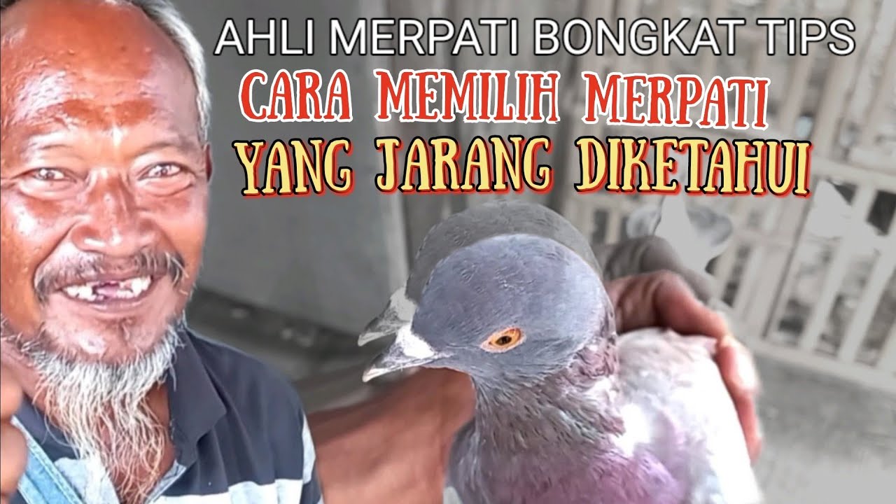 Cara memilih merpati yang jarang diketahui