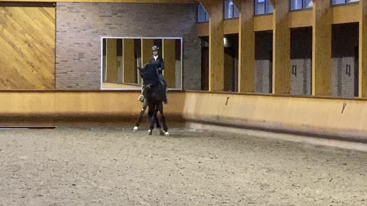 I.P.S Bon Bravour with Anky van Grunsven training January 2020