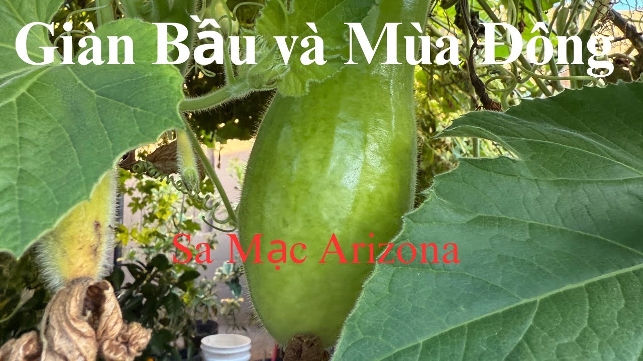 #95 Vườn Mùa Đông Vẫn Đầy Quà  Bầu 2 Pound Và Ớt Cay Chín Đỏ! 1/18/2026