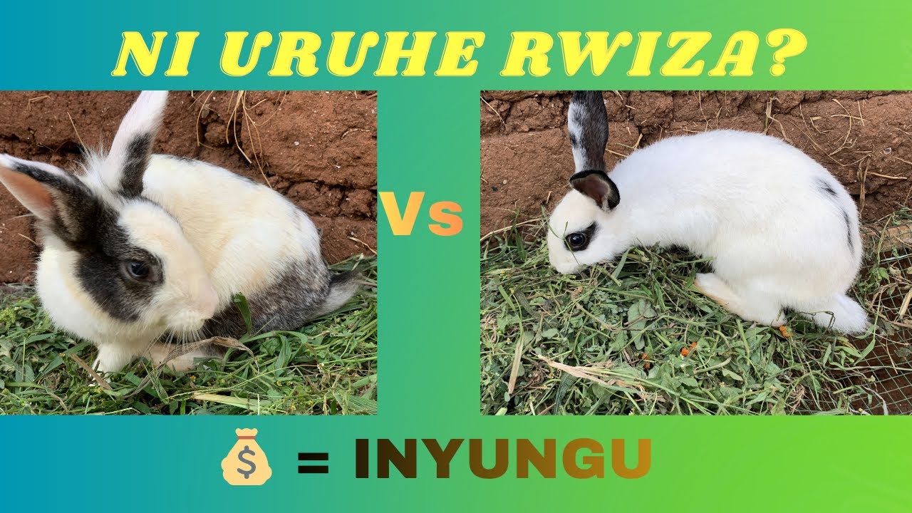 Icyororo Cy’Inkwavu Cyiza = Inyungu Nyinshi 💰 | Uko Ugihitamo Neza