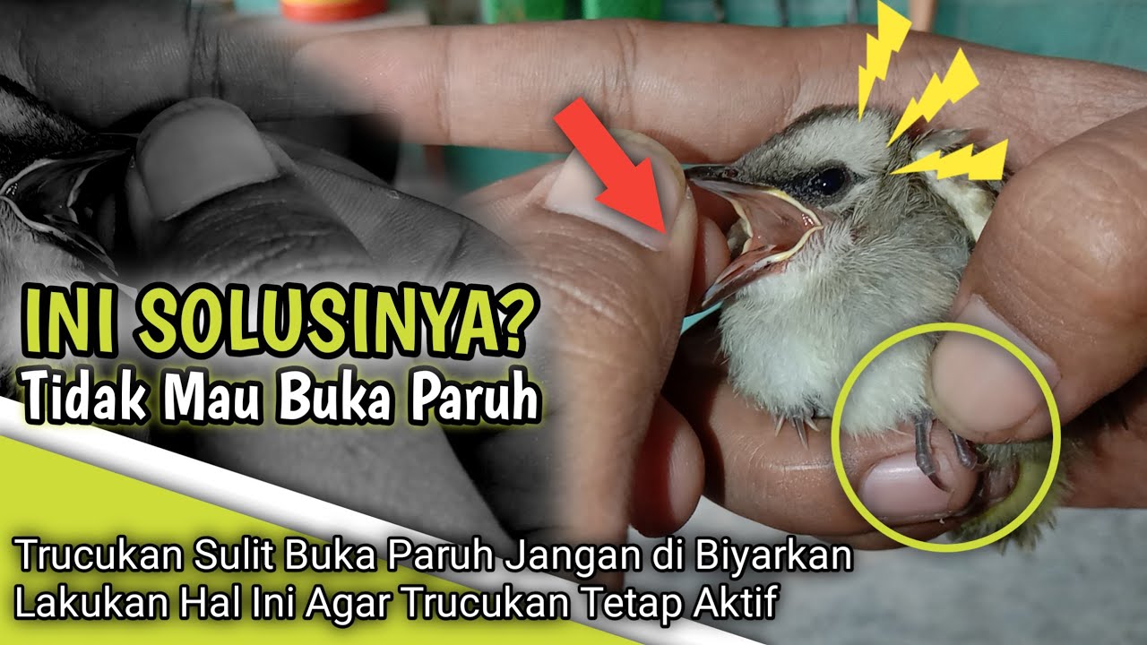 Cara Meloloh Anakan Trucukan || Susah Buka Paruh Yang Berakibat Kematian