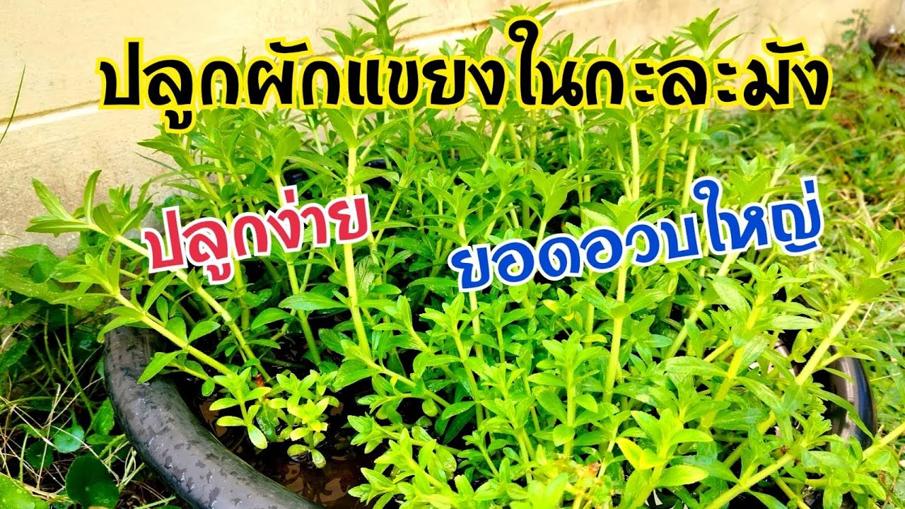 ปลูกผักแขยงในกะละมัง #ปลูกผักแขยงในกะละมัง#ปลูกผักแขยง #ชำยอดผักแขยง#เกษตรง่ายๆสไตล์มือใหม่