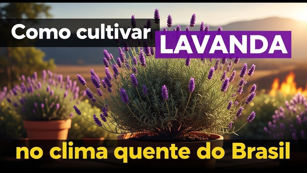 Como Ter Lavanda Perfumando Sua Casa Mesmo no Calor do Brasil. Como cultivar Lavanda. #hortaemcasa