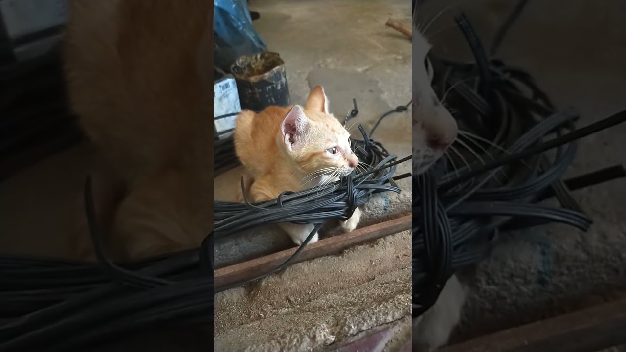 The kitty is worker. #cay #kitten #kitty #pet #animals #shortvideo #shorts