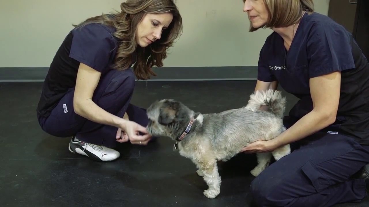 Cookies Stretches - PHYSIOTHERAPY (ENG)