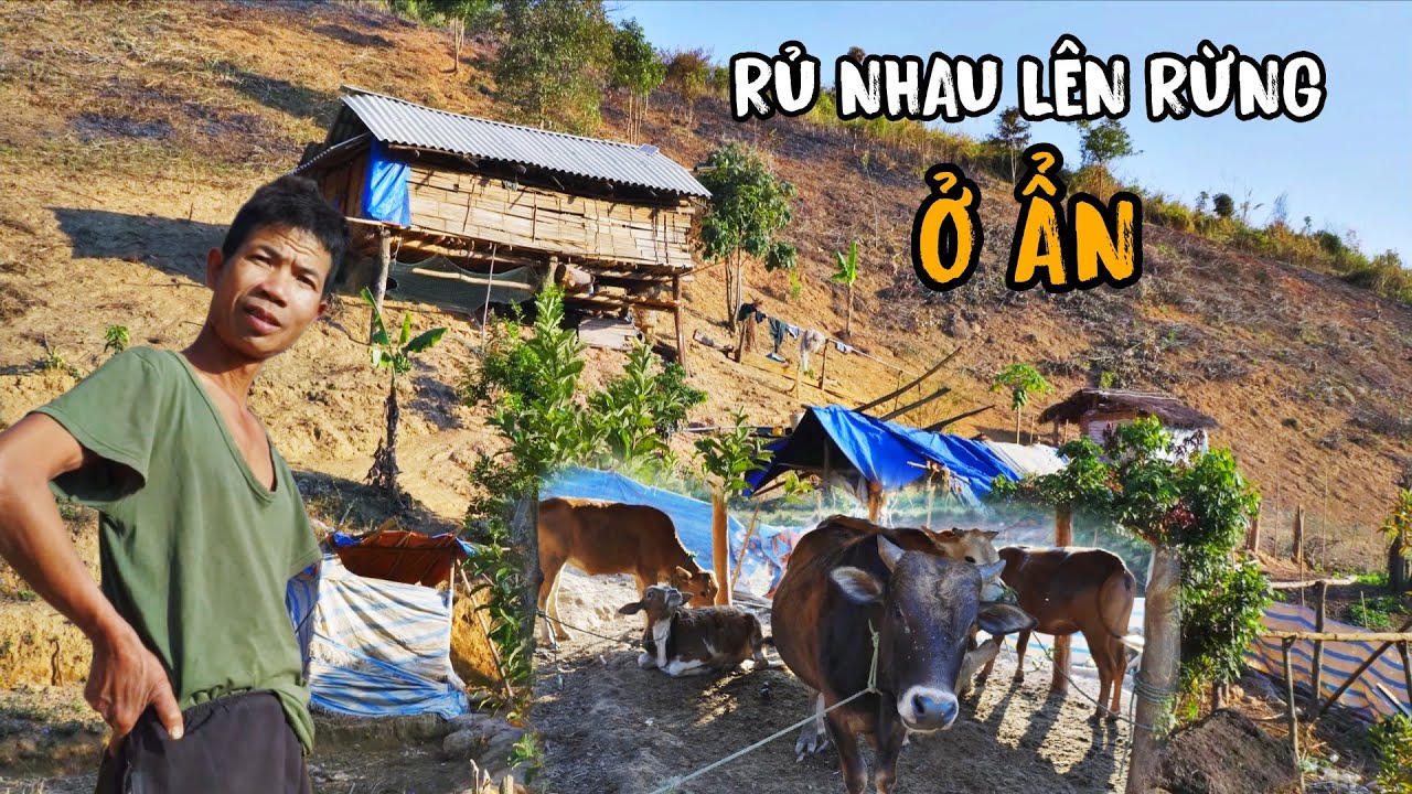 Rời xa thành phố lên rừng sống biệt lập cách xa bản làng cuộc sống tự cung tự cấp không ồn ào