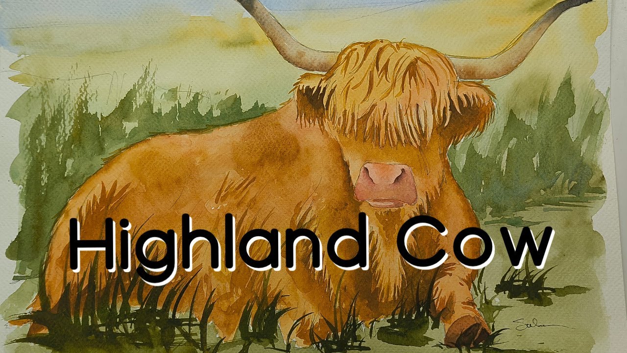 Highland Cow**LIVE**