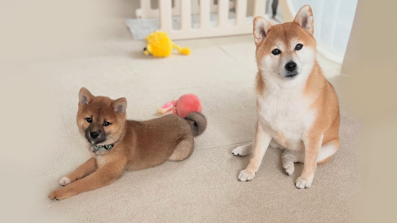 心優しい姉柴犬が手塩にかけて育てた子犬の成長した姿に感動しました