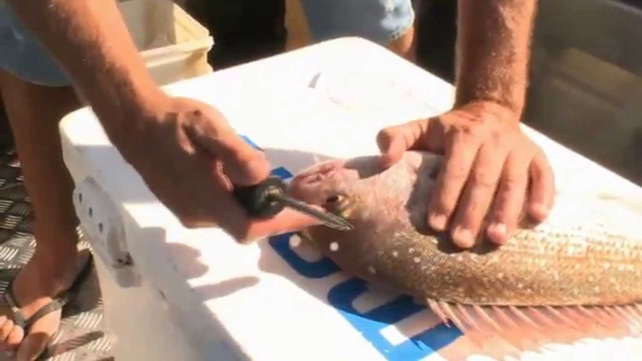 Best way to kill snapper after catch