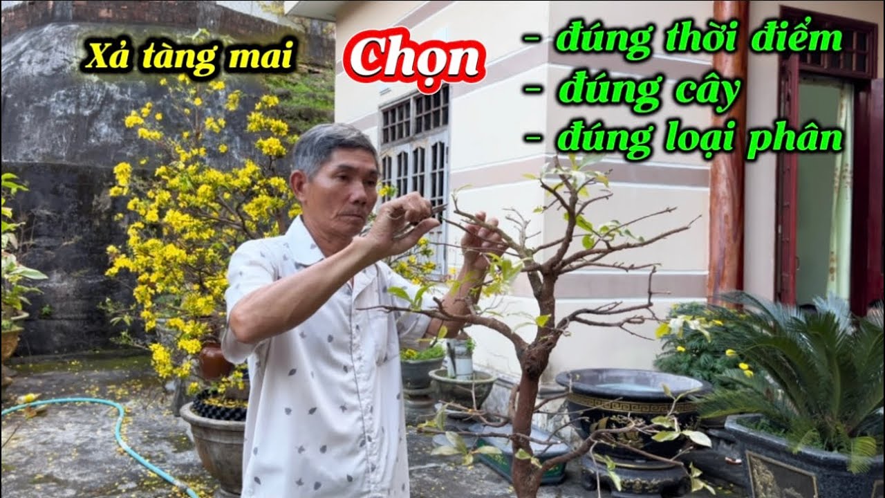 Cách xả tàng mai-ra chồi mạnh không chết cành 