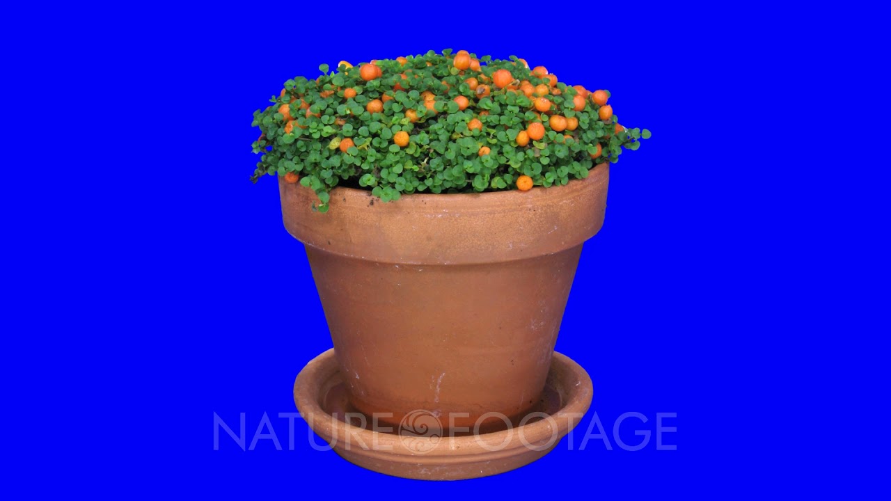 Time-lapse of growing nertera granadensis plant (coral bead plant, pin-cushion plant, coral moss ...