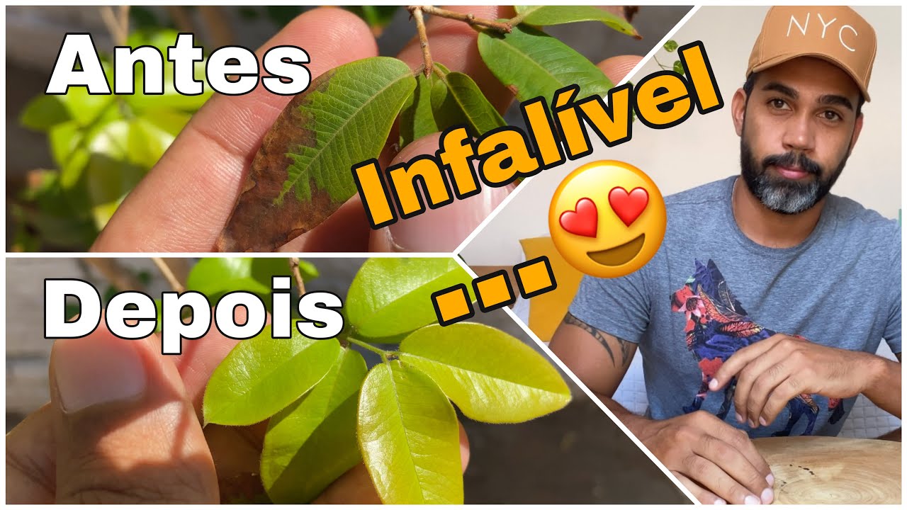 Como salvei a minha Jabuticabeira/ Folhas queimadas e caindo nunca mais.
