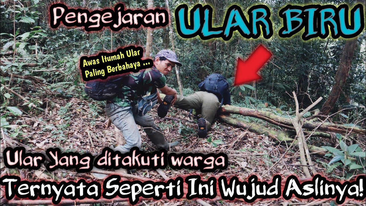 PENGEJARAN ULAR BIRU YANG DITAKUTI PETANI! TERNYATA INI WUJUD ASLINYA! #ularbiru