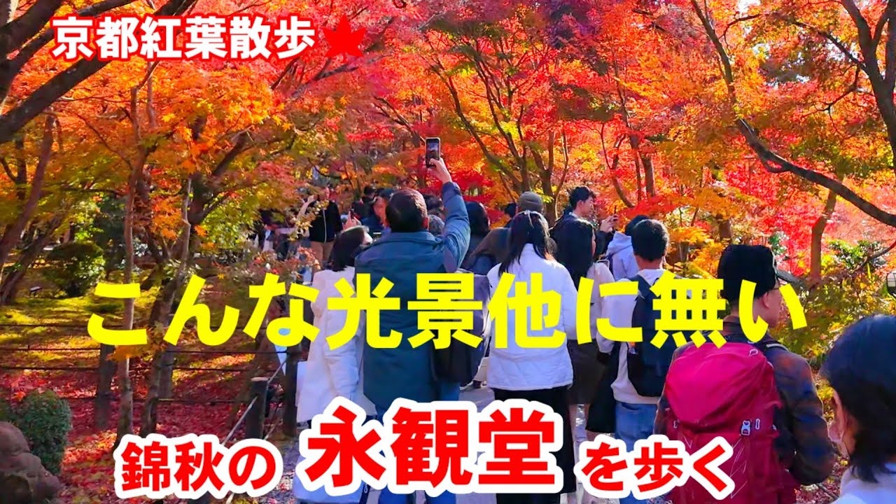 11/30(日)京都紅葉散歩🍁こんな光景他に無い！錦秋の永観堂を歩く【4k】Autumn leaves at Eikando Temple