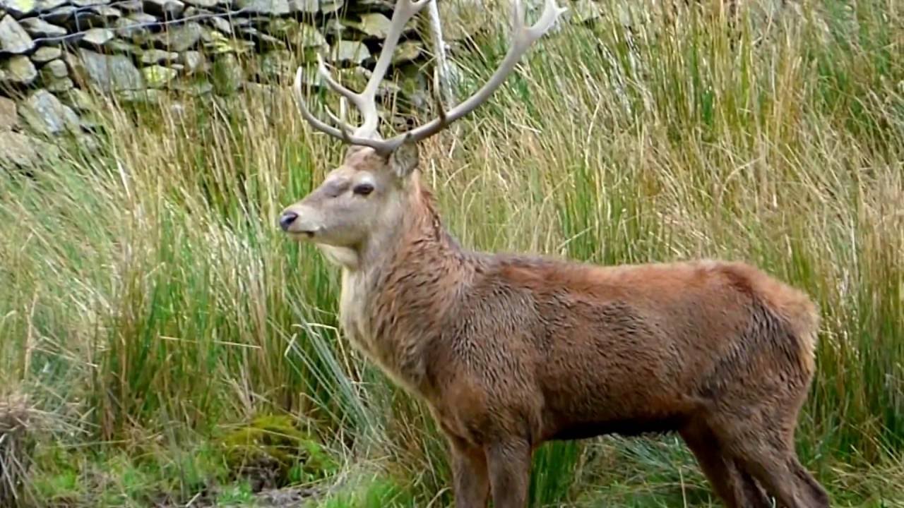 Red Deer Rut, Martindale, Lake District