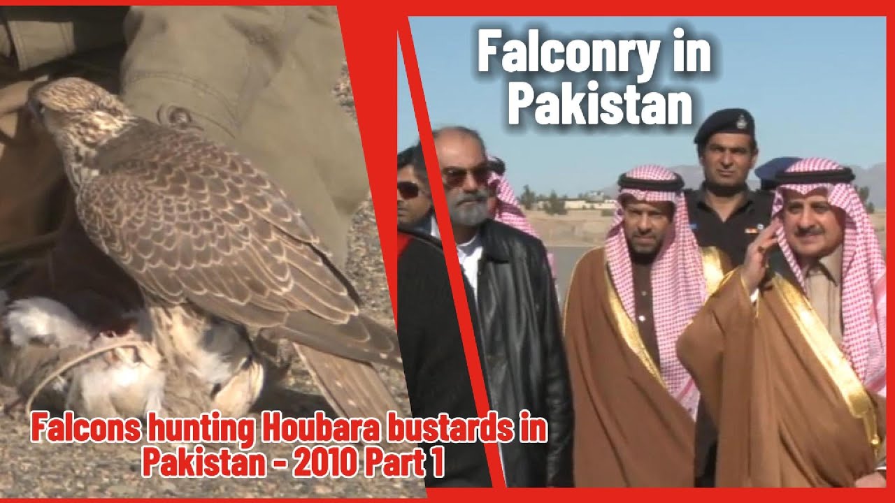 Falcon hunting in Pakistan 2010 Part-1| falconry | Fahad bin Sultan hunting videos| Houbara bustard