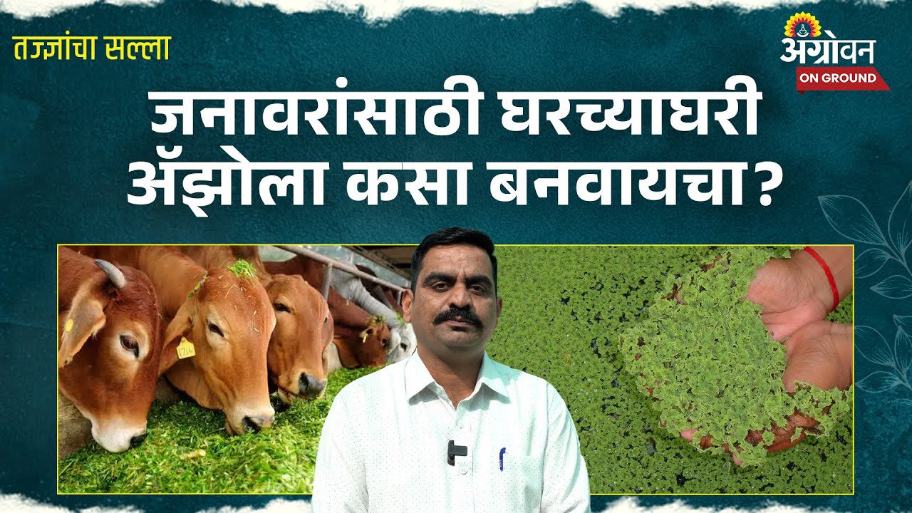 Azolla Making : महागड्या पशुखाद्यावर पर्याय ॲझोला |Agrowon । Azolla cultivation farming