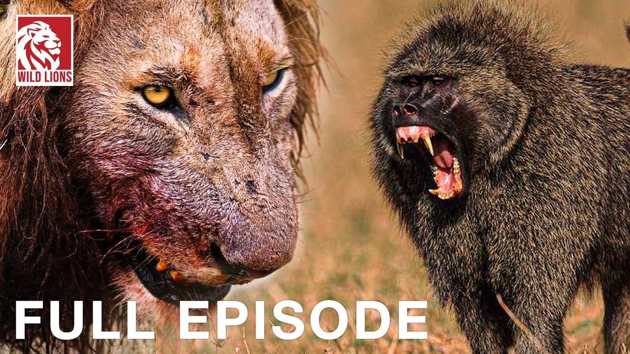 Baboon vs. Lion: Battle of the Most Devious Predators (Full Episode) Wildlife documentary