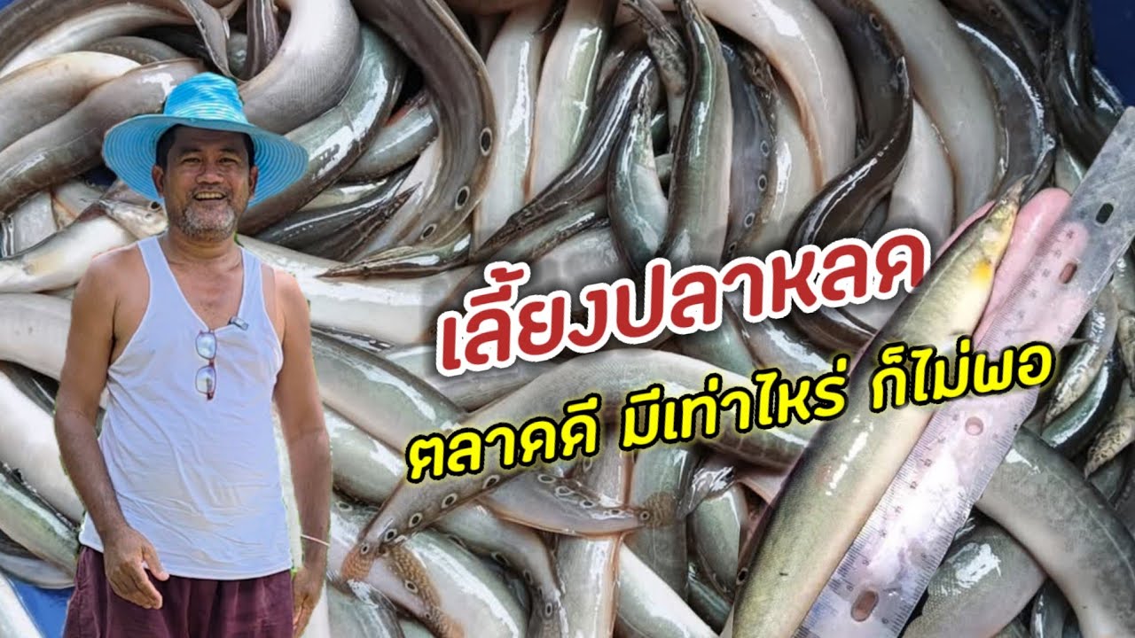 เทคนิคเลี้ยงปลาหลดในบ่อปูนทวีคูณรายได้!! ตลาดดี มีเท่าไหร่ก็ไม่พอ