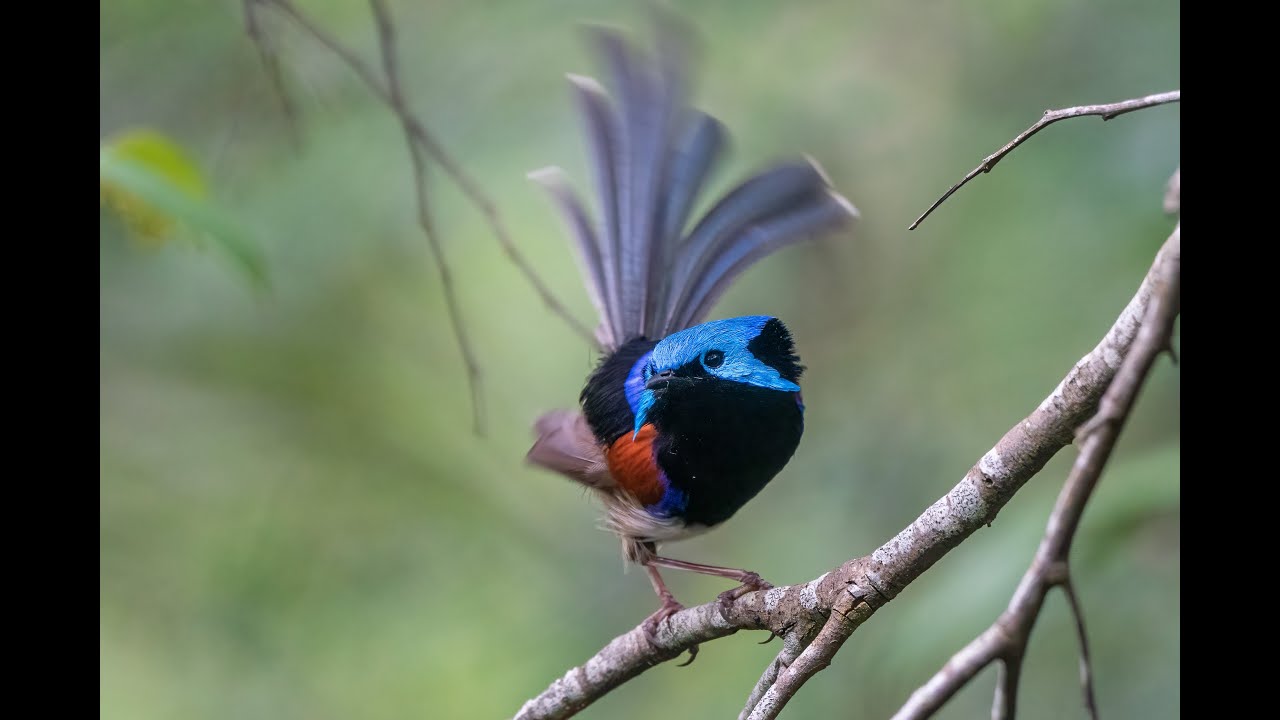 Wolli Creek Regional Park Slide Show   4K