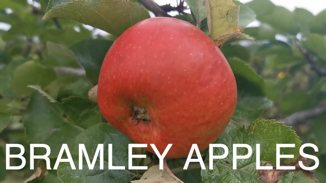 Bramley Apples ORCHARD TOUR 6 to 100 Year Old Trees