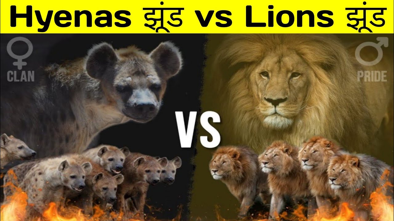 नर शेरों के आते ही बदल जाता हैं ताकत का खेल || Hyena झुँड Vs Lion झुँड || Lion Vs Hyena ||
