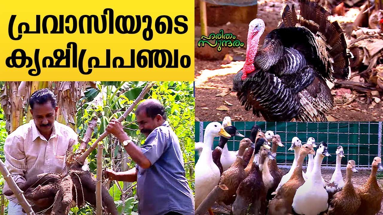 NRI's farmland that is expanding with hand-reared birds, animals and vegetables | EP 323 | Kaumudy