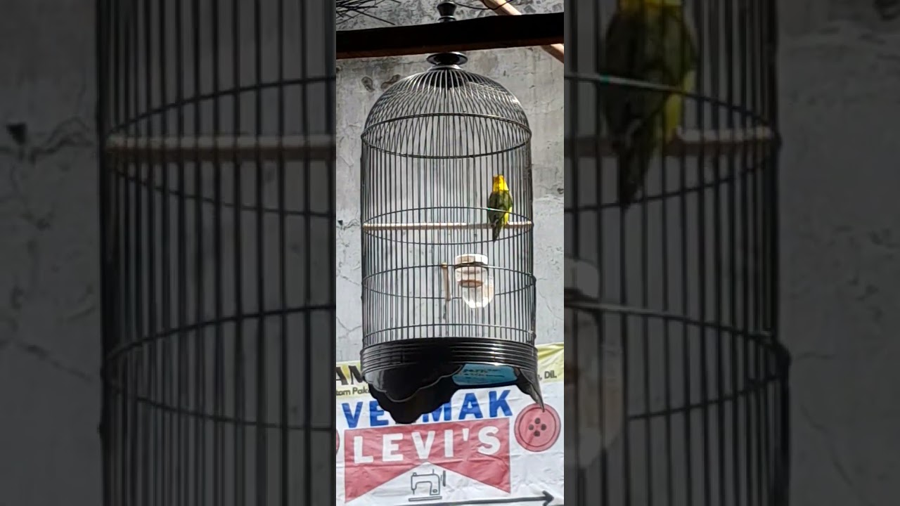 HARI PERTAMA PEMETELAN