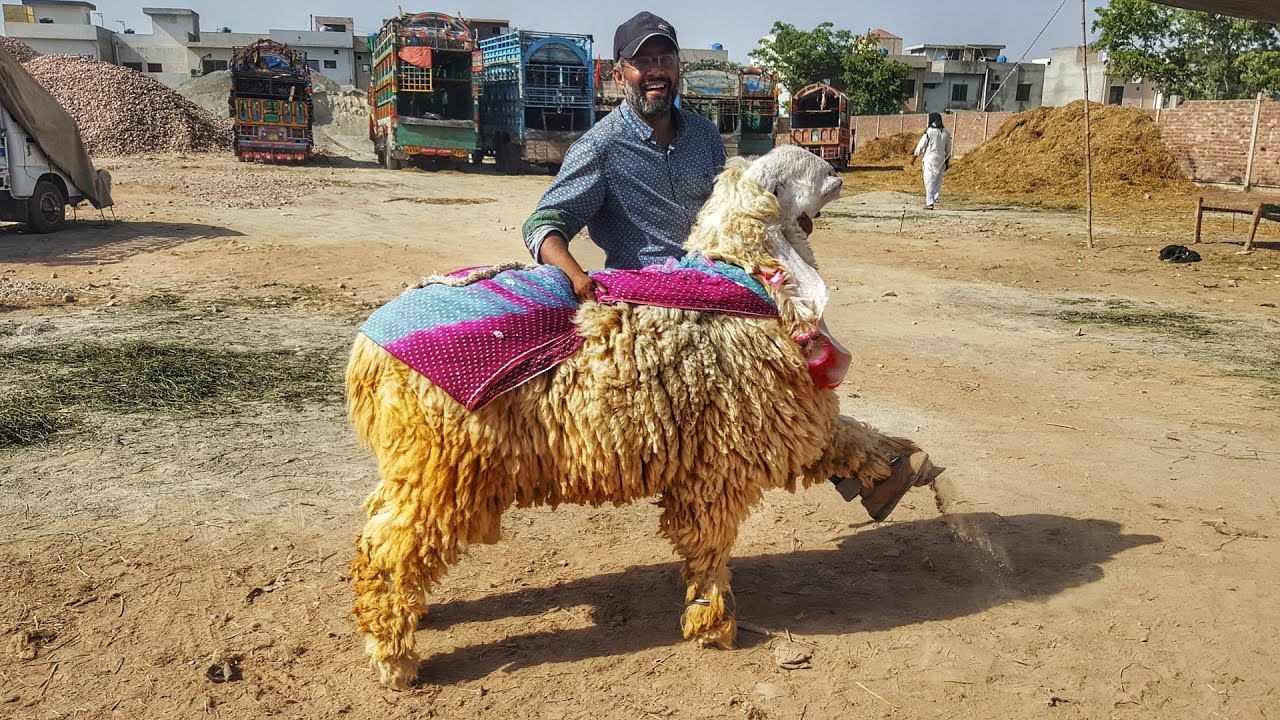 DIL to Aa gaya LAYKIN - KAJLA CHATRA - Bakra Eid 2019 per Yeh Kitne ka Ho ga ?